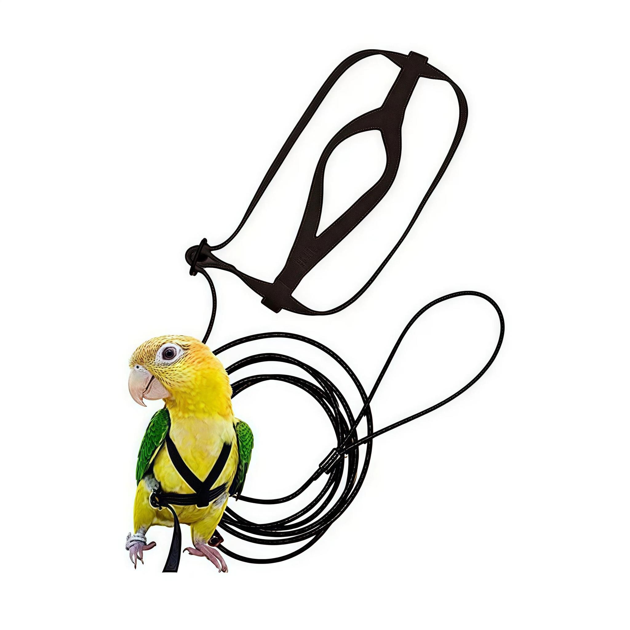 Pet Bee Rope All Products | PetBroo